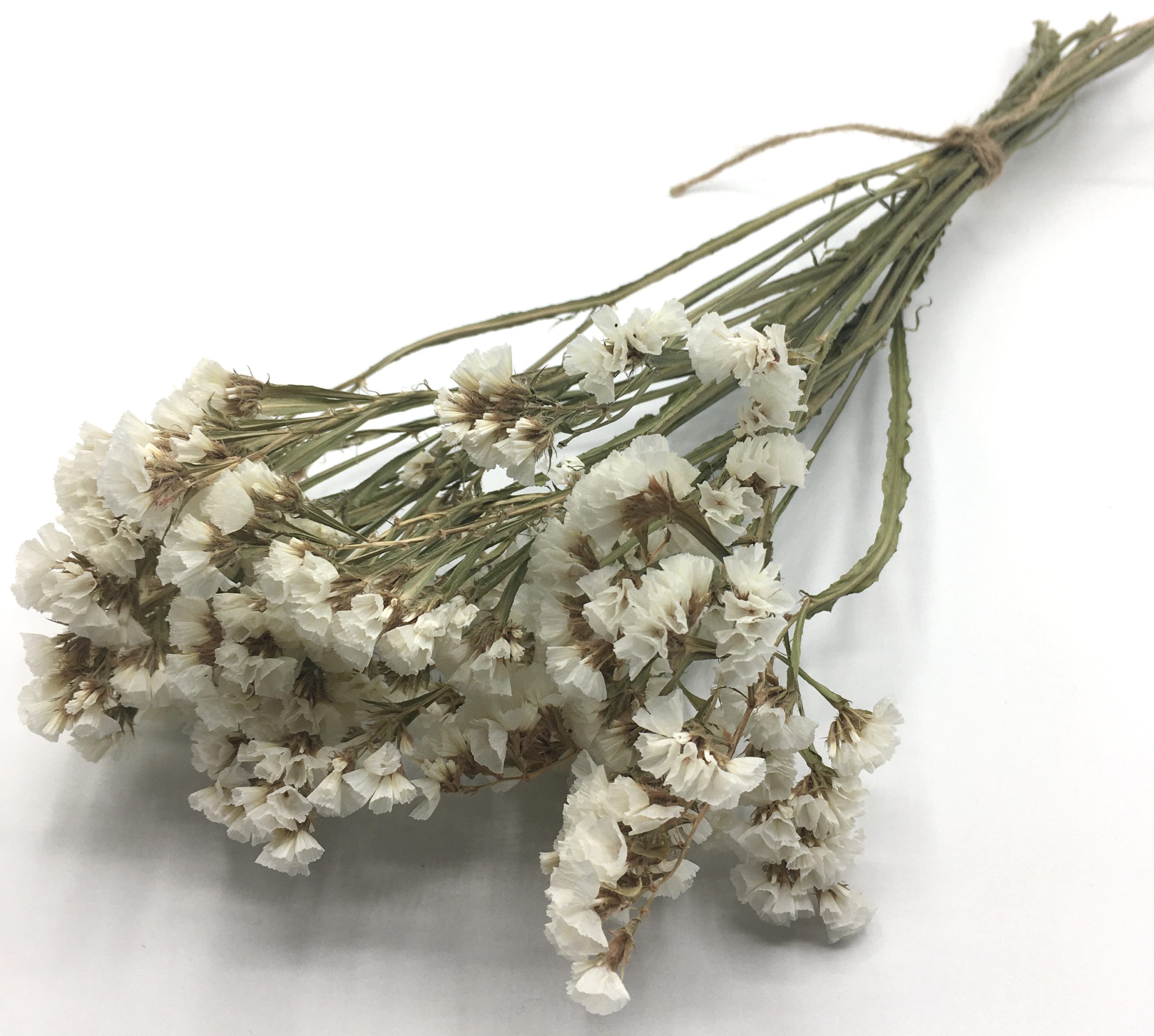 Dried German Statice, Dried White Flowers, Small White Flowers