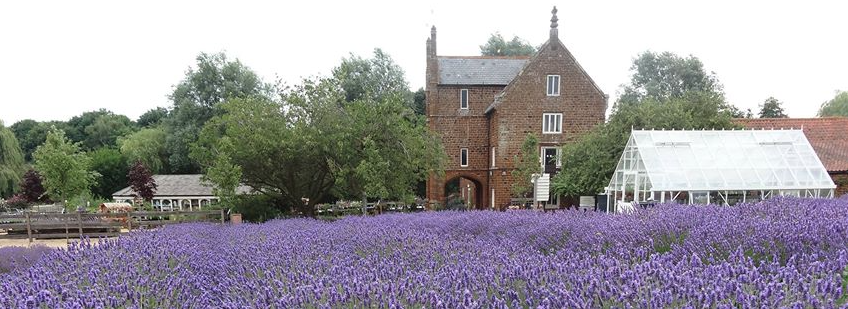 Norfolk Lavender
