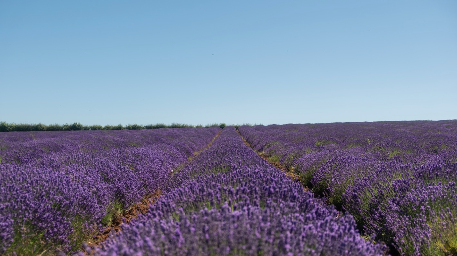 Norfolk Lavender