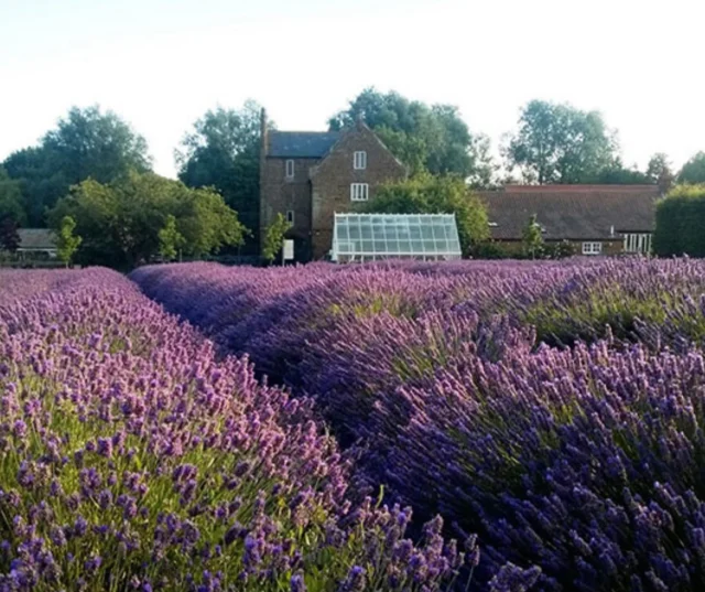 Join us on Tuesday in a shady spot @norfolk_lavender for lavender ice cream & fresh lavender wreath making. Utterly blissful afternoon followed by a delicious cream tea. Link in bio. #norfolk #norfolklavenderfarm #wreaths #lavenderwreath #wreathmaking #Icecream #relaxing