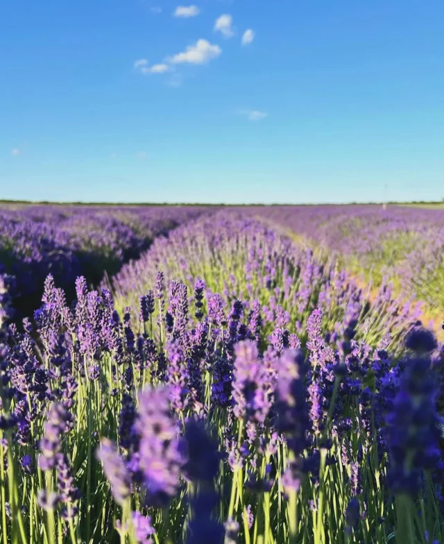 Fancy spending an afternoon creating a fresh lavender wreath in this beautiful setting? Join us on Tuesday for this lovely workshop with cream tea @norfolk_lavender @norfolk_lavender Link in bio.